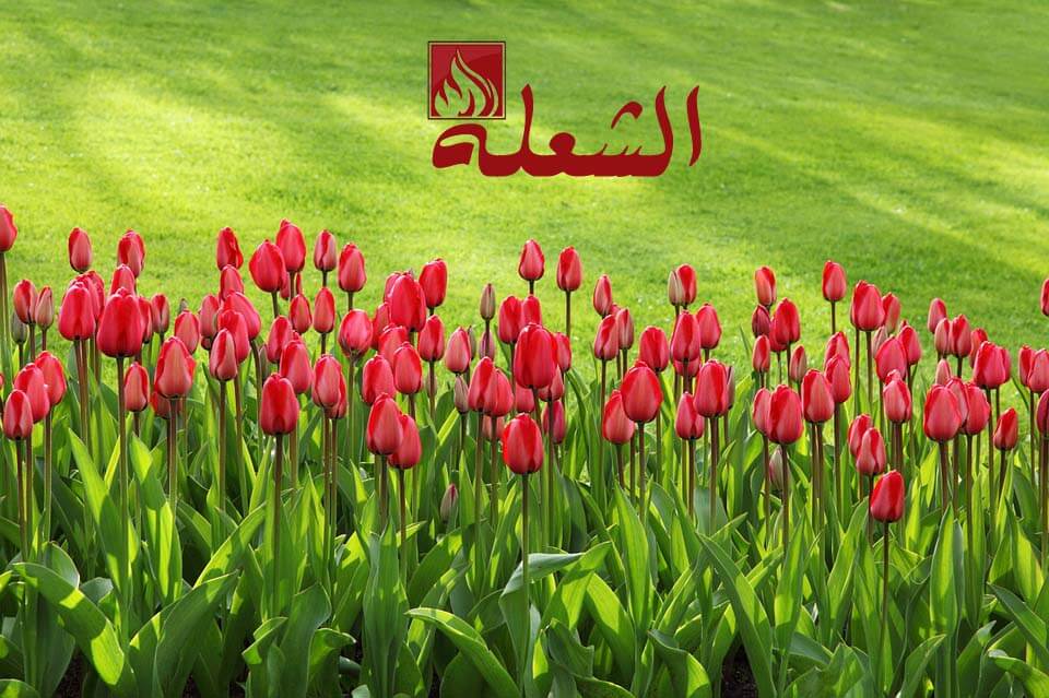 شركة تركيب وتوريد عشب طبيعي بالرياض