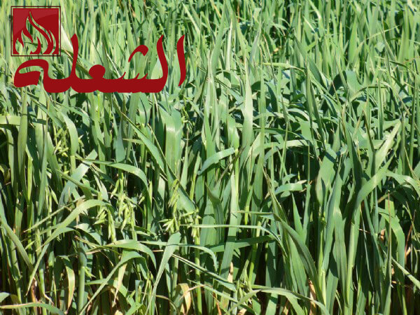 شركة تركيب وتوريد عشب طبيعي بالمدينه المنوره