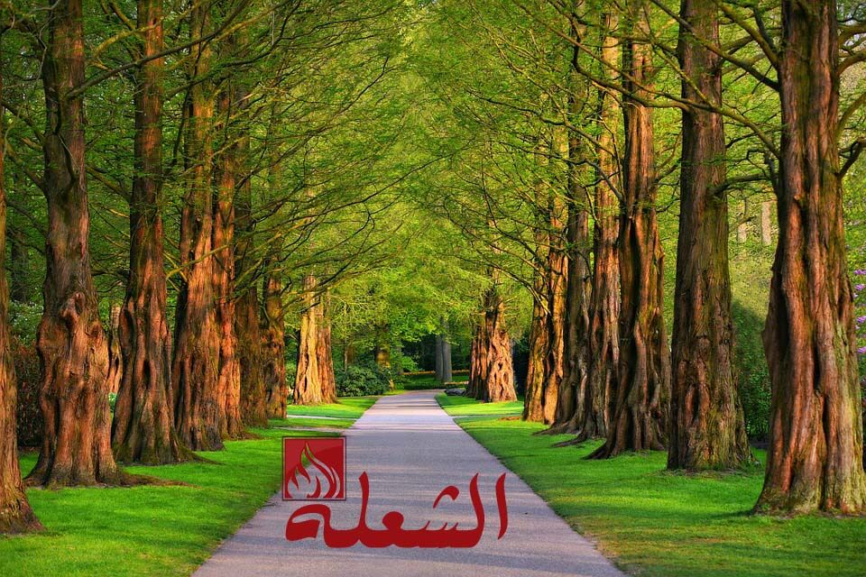 شركة تركيب وتوريد عشب طبيعي بالدمام