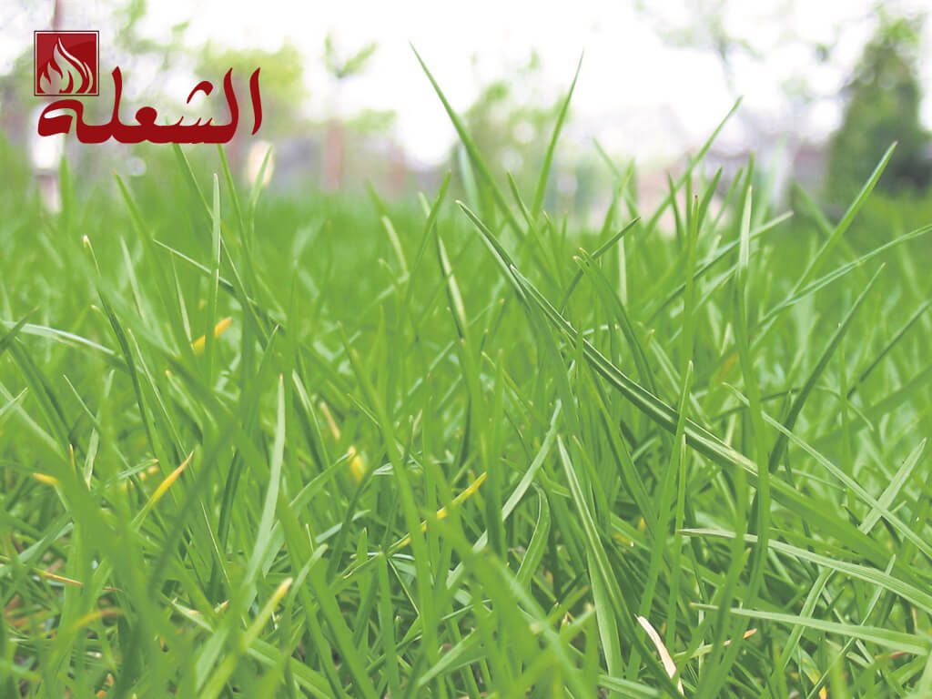 شركة تركيب وتوريد عشب صناعي بالباحه