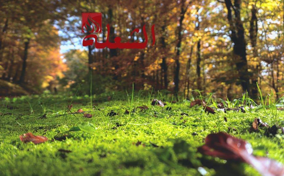 شركة تركيب وتوريد عشب طبيعي بالخرج