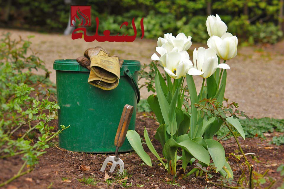 شركة تنسيق حدائق بالقطيف