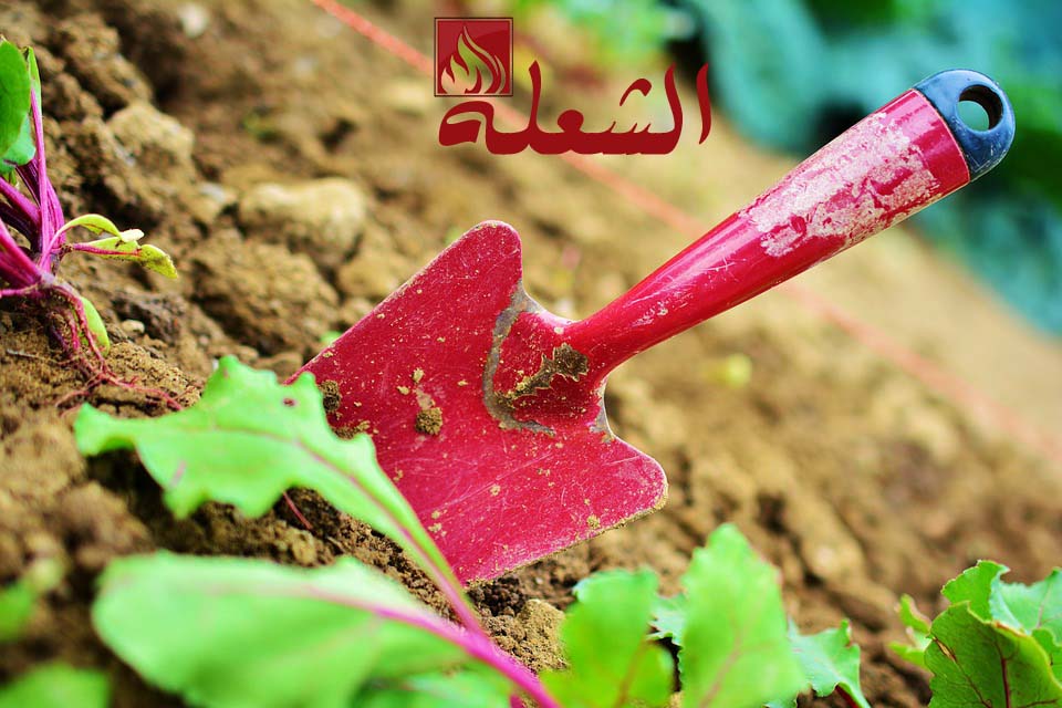 شركة تصميم حدائق بالجبيل