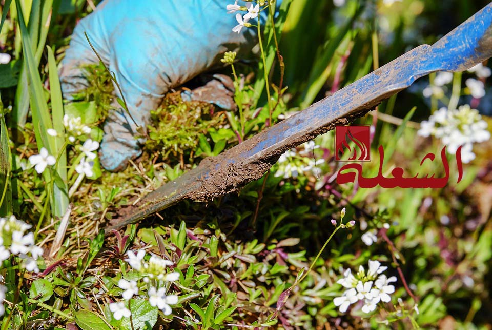 شركة تصميم حدائق بالاحساء