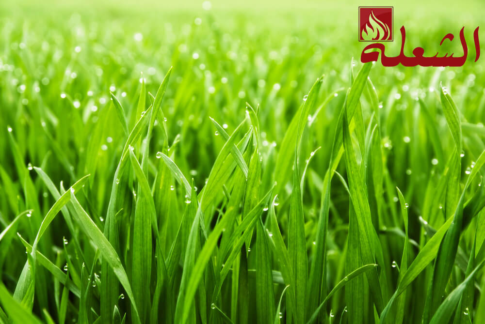شركة تركيب وتوريد عشب صناعي بنجران
