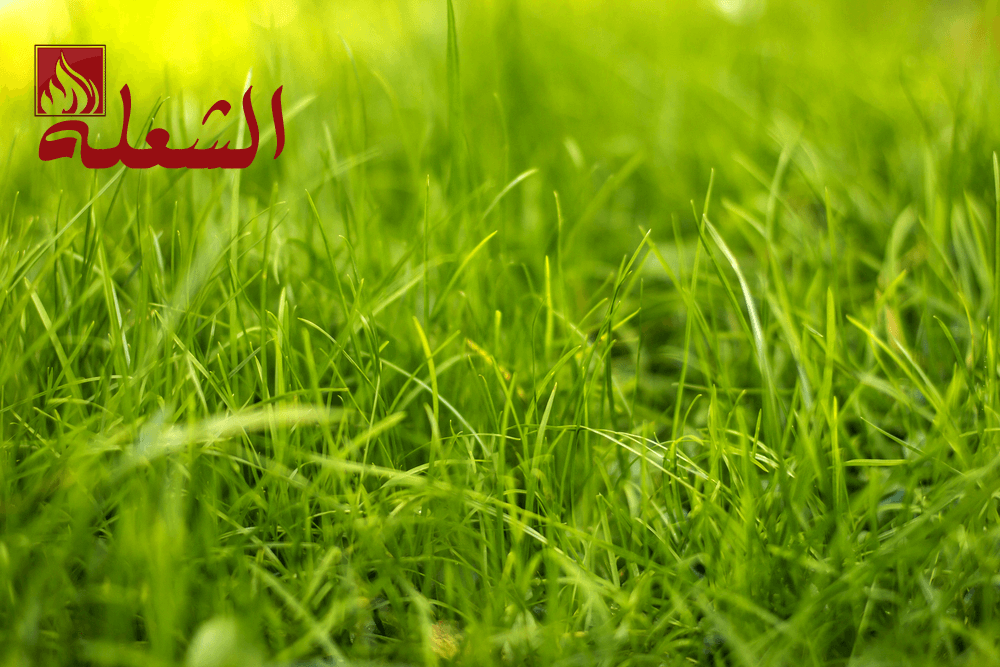 شركة تركيب وتوريد عشب صناعي بمكة
