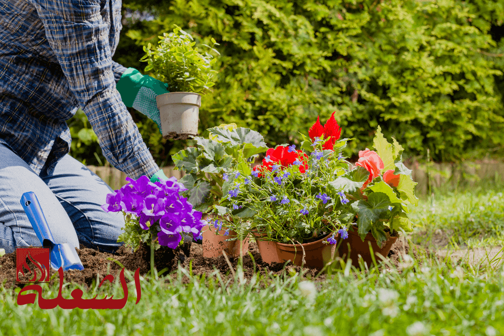 شركة تنسيق حدائق ببريدة