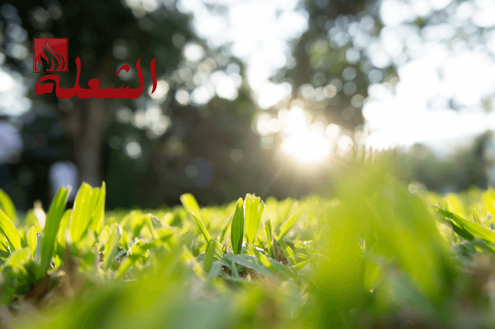 شركة تركيب وتوريد عشب صناعى بجدة