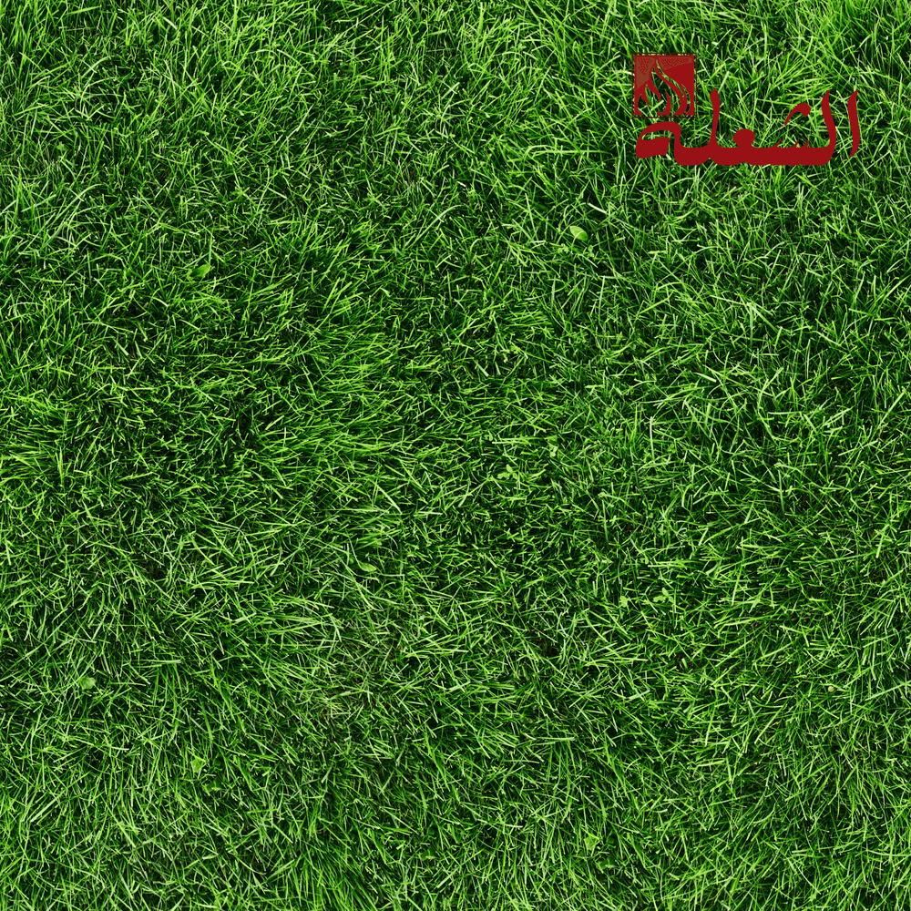 شركة تركيب وتوريد عشب طبيعي بمكة