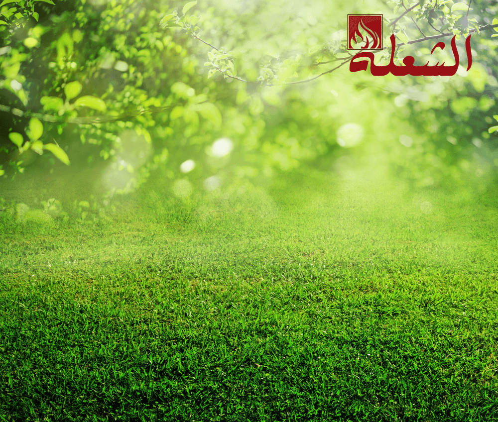 شركة تركيب وتوريد عشب طبيعي بجازان