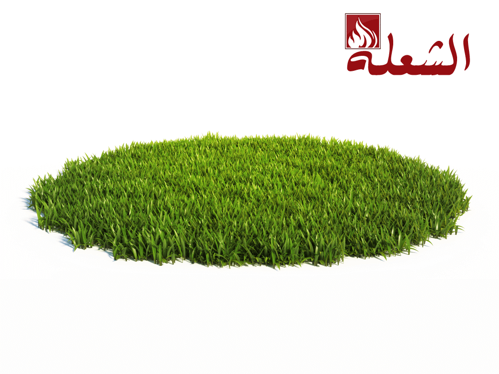 شركة تركيب وتوريد عشب طبيعي ببريدة