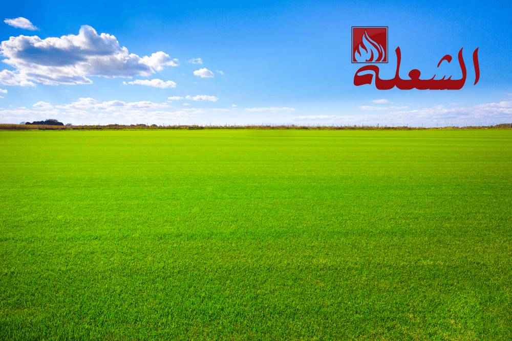 شركة تركيب وتوريد عشب طبيعي بجدة