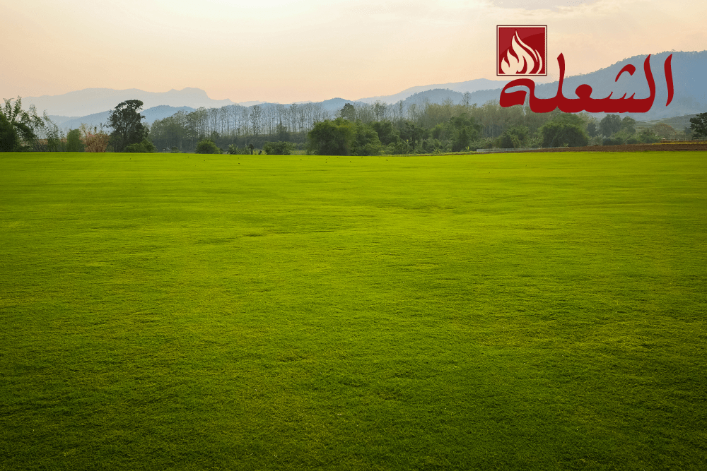 شركة تركيب وتوريد عشب طبيعي بابها