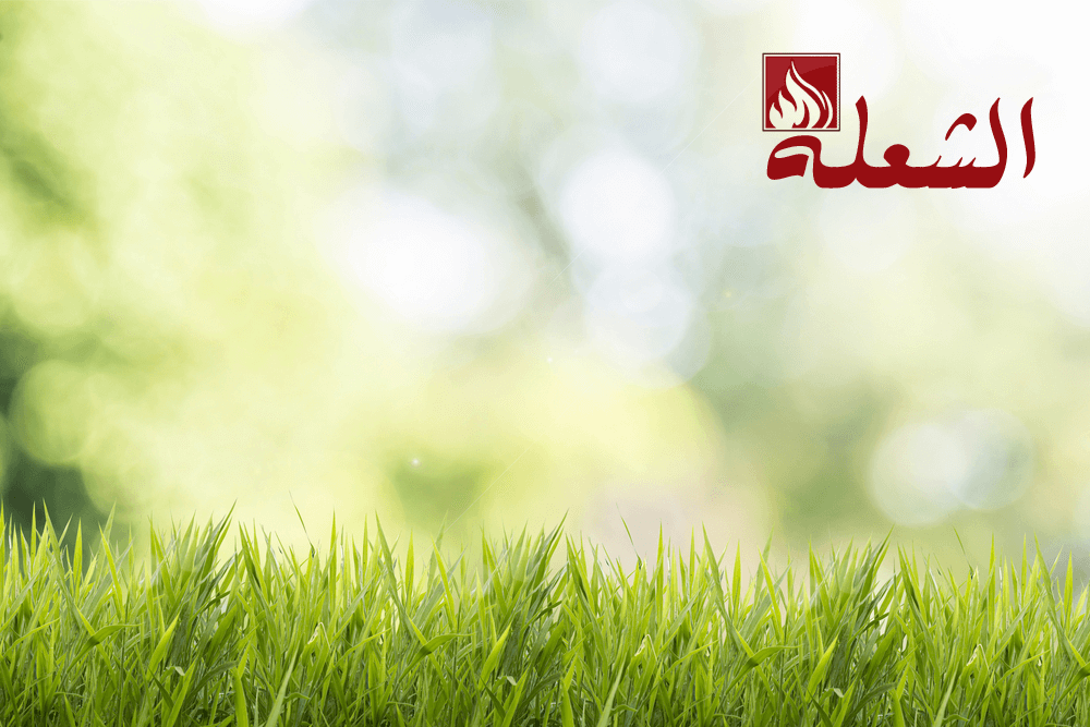تركيب وتوريد ثيل طبيعي بجازان