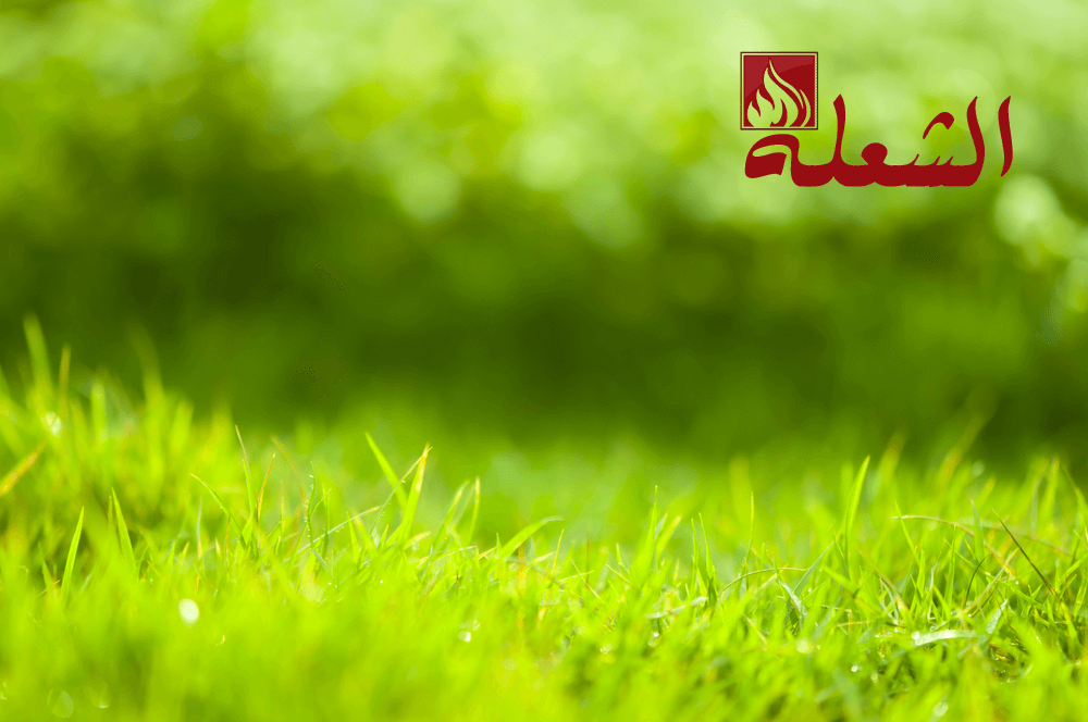 تركيب وتوريد ثيل طبيعي ببريدة