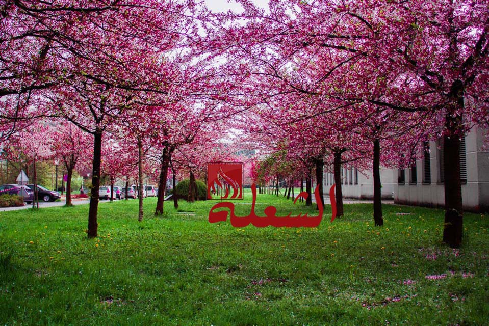 شركة تصميم حدائق بالخرج